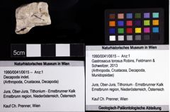 Foto (Objket + Etiketten) von Gastrosacus torosus (Robins, Feldmann & Schweitzer, 2013) 